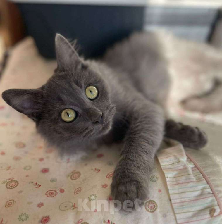 Кошки в Москве: Котенок нибелунг в добрые руки! Мальчик, Бесплатно - фото 2