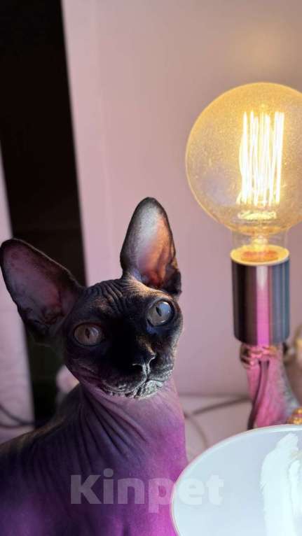 Кошки в Москве: Пристраиваю Мальчик, Бесплатно - фото 1