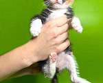 Кошки в Москве: Малышка Киви, чудесный трехцветный котенок ищет дом и доброе сердце Девочка, 10 руб. - фото 6