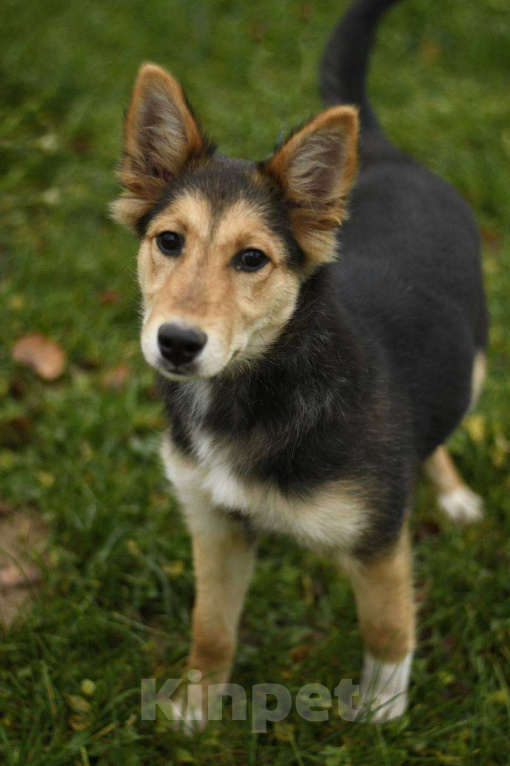 Собаки в Дмитрове: Щенок Альфа ищет дом! Девочка, Бесплатно - фото 5