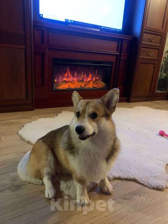 Собаки в Севастополе: Вязка собак Вельш Корги Пемброк Мальчик, 1 руб. - фото 5