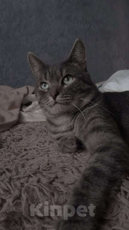 Кошки в Лысьве: Ищу новый дом с добрыми и хорошими хозяевыми, которые готовы принять моего кота. Мальчик, Бесплатно - фото 2