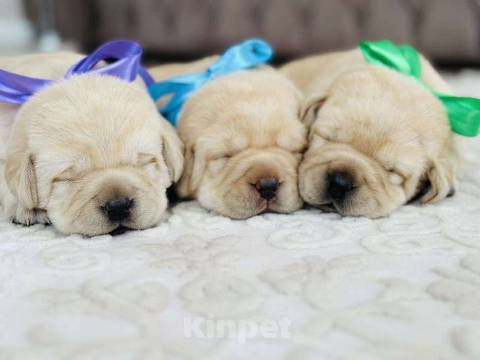 Собаки в Краснодаре: Лабрадор Мальчик, 38 000 руб. - фото 3