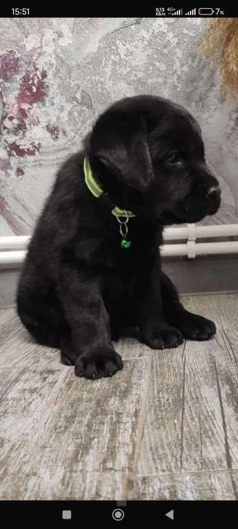 Собаки в Пятигорске: Лабрадор щенки чёрные  Мальчик, 25 000 руб. - фото 5