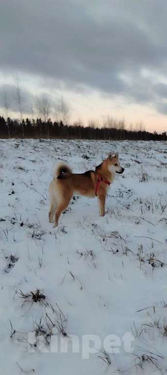 Собаки в Москве: Ищет дом метис акиты 7 мес. Мальчик, Бесплатно - фото 2
