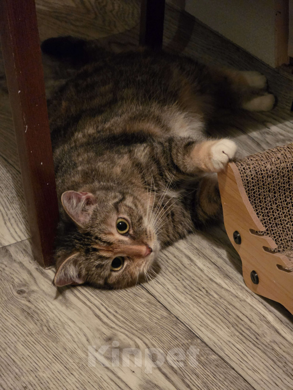 Кошки в Москве: Наиласковейшая девочка Муля ждёт семью Девочка, Бесплатно - фото 4