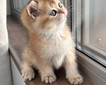 Кошки в других городах Московской области: Британская золотая шиншилла котята ny 12, ny 11, ny 25 Девочка, 35 000 руб. - фото 6