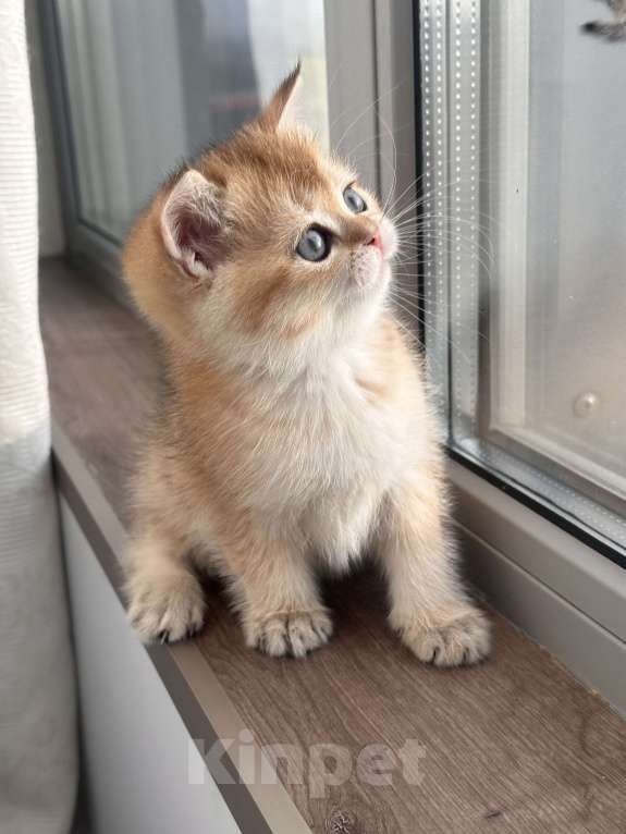 Кошки в других городах Московской области: Британская золотая шиншилла котята ny 12, ny 11, ny 25 Девочка, 35 000 руб. - фото 6