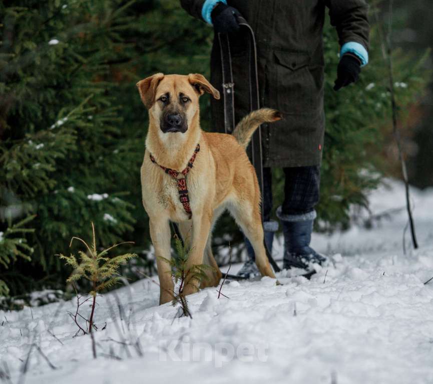 Собаки в других городах Пермского края: Умница и красавица Астрид в ответственные руки Девочка, Бесплатно - фото 2