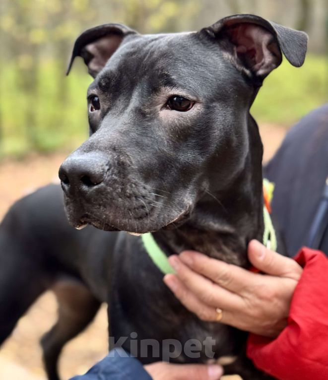 Собаки в Химках: Питбуль Джуна ищет дом Девочка, Бесплатно - фото 5