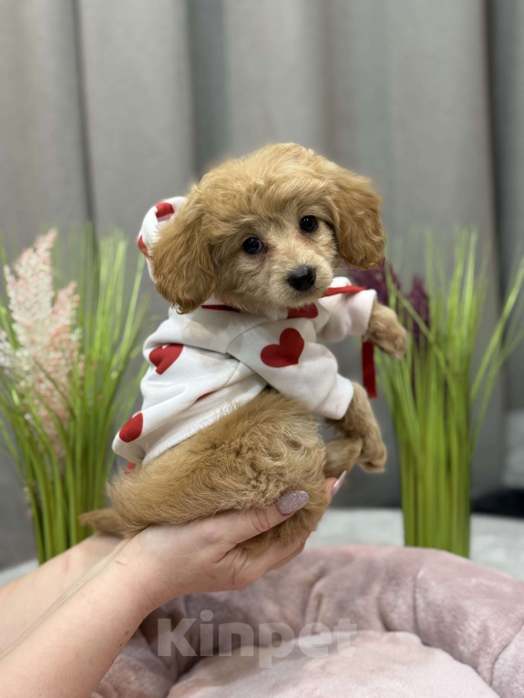 Собаки в Москве: Tutsy Девочка, 100 000 руб. - фото 8