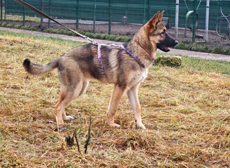 Собаки в Москве: Рада ищет семью Девочка, Бесплатно - фото 3