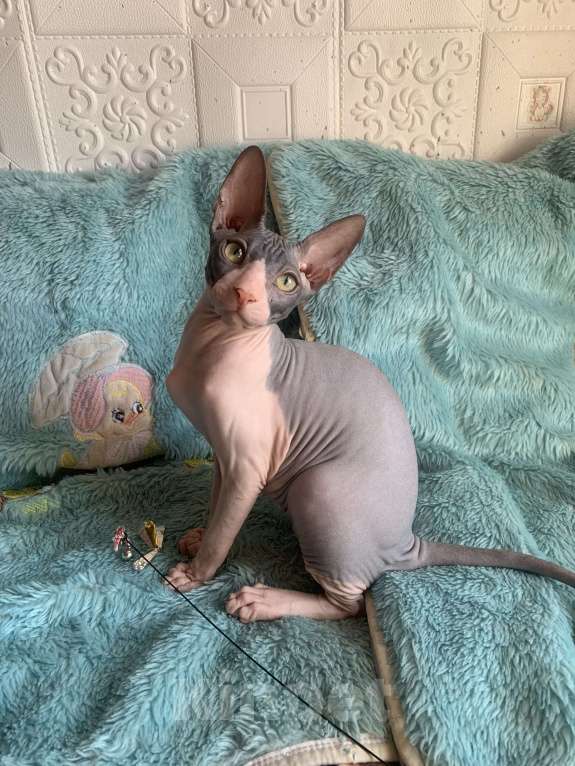 Кошки в Москве: Котик Донского сфинкса  Мальчик, 45 000 руб. - фото 9