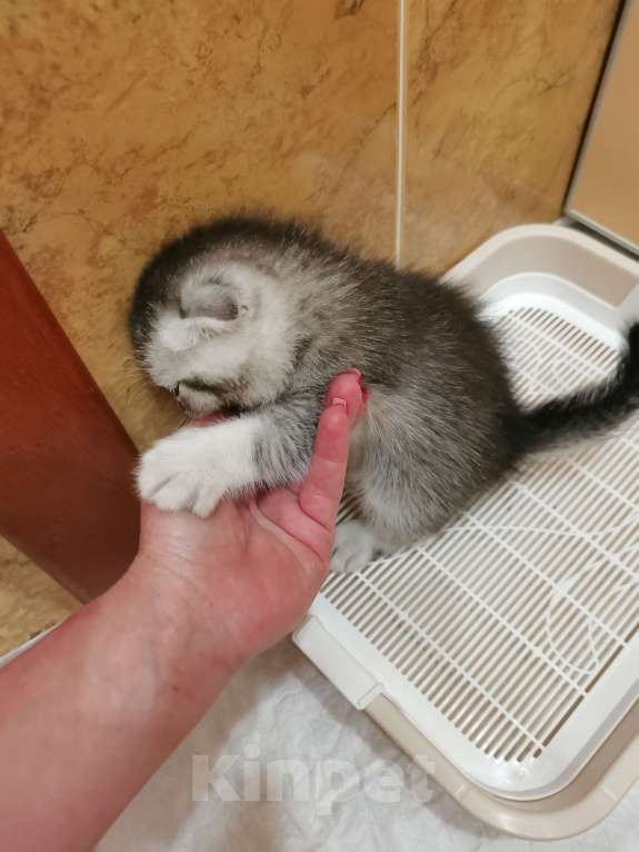 Кошки в Чебоксарах: Мальчик - красавчик Мальчик, Бесплатно - фото 2