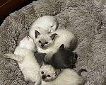 Кошки в других городах Воронежской области: Котята Девочка, Бесплатно - фото 1