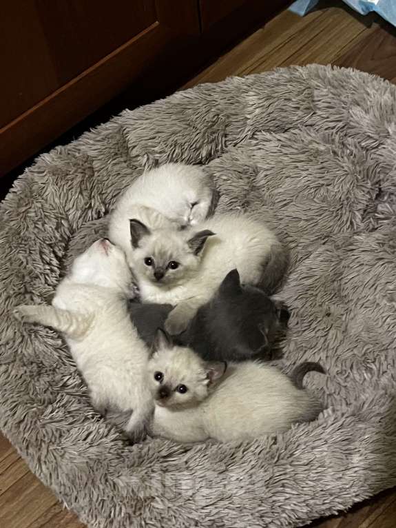 Кошки в других городах Воронежской области: Котята Девочка, Бесплатно - фото 1