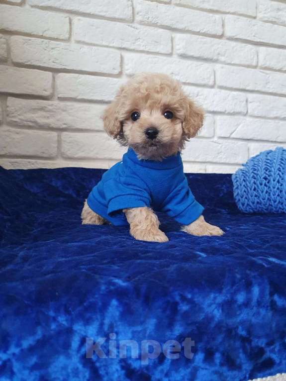 Собаки в Москве: Мальтипу f-1  Мальчик, Бесплатно - фото 3