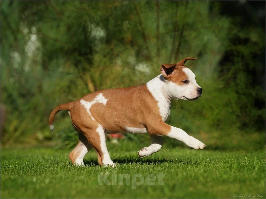 Собаки в Самаре: Породные щенки АСТ из питомника Девочка, 40 000 руб. - фото 4