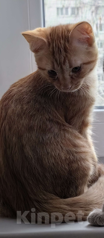 Кошки в Москве: Котёнок срочно Мальчик, Бесплатно - фото 1