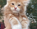 Кошки в Санкт-Петербурге: Котята Мейн Кун  Мальчик, 45 000 руб. - фото 9