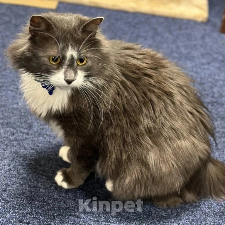 Кошки в Москве: Пушистый кот Дымок нуждается в доме Мальчик, Бесплатно - фото 3