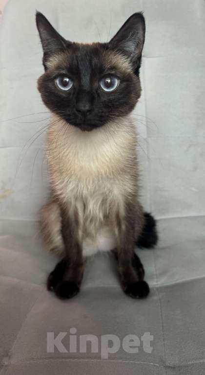 Кошки в Иркутске: Отдам кошку в добрые руки Девочка, 1 руб. - фото 5