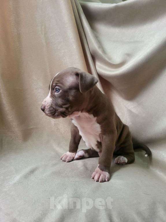 Собаки в Москве: Американский Булли XL Девочка, 350 000 руб. - фото 6