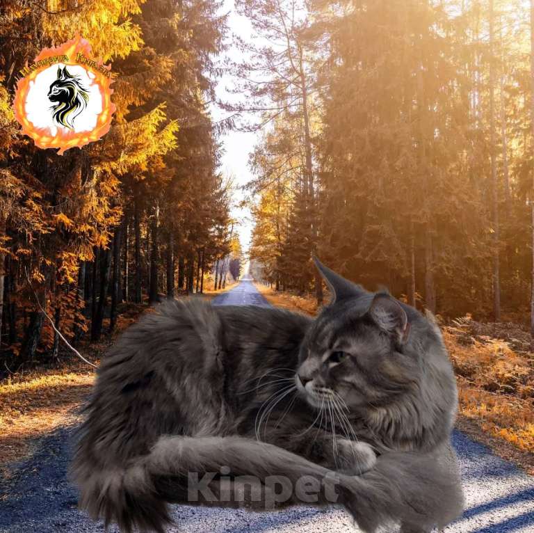 Кошки в Щелково: Лучшие мейн-куны  Девочка, 50 000 руб. - фото 6