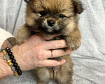 Собаки в Люберцах: Померанский шпиц, щенок Мальчик, 35 000 руб. - фото 2