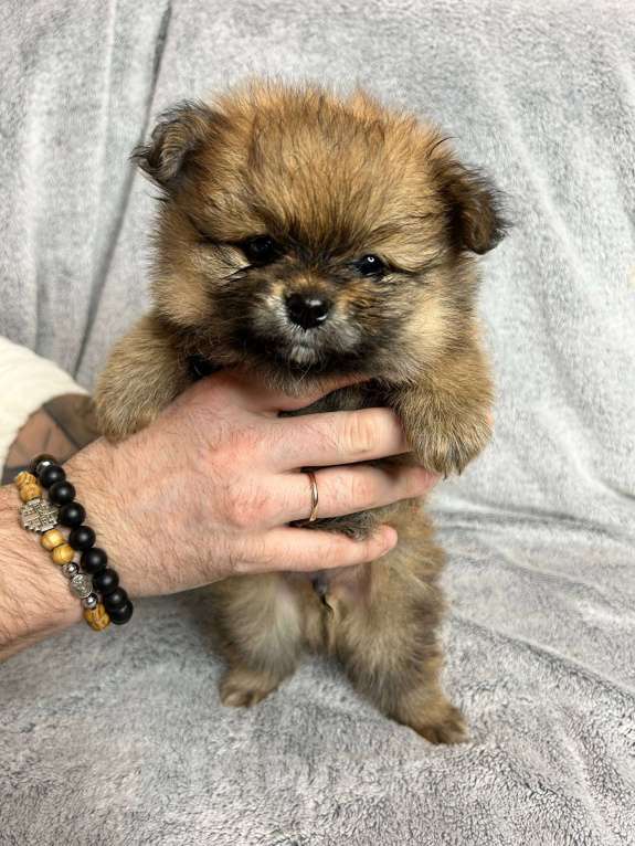 Собаки в Люберцах: Померанский шпиц, щенок Мальчик, 35 000 руб. - фото 2