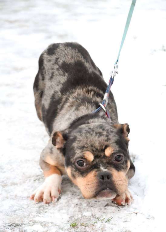 Собаки в Москве: Американский булли в добрые руки  Девочка, Бесплатно - фото 2