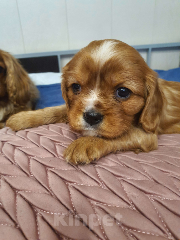 Собаки в других городах Московской области: Очаровательный щенок, ЭЛЛИС СОФИ САЛЮТ БЕЛОГОРЬЯ, девочка, цвет рубин, свободна для бронирования! Девочка, 80 000 руб. - фото 2