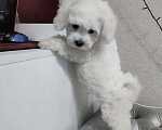 Собаки в Москве: БИШОН ФРИЗЕ чистокровная mini девочка  Девочка, 80 000 руб. - фото 3