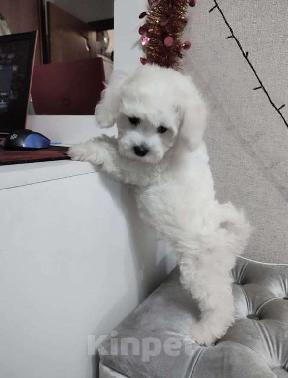 Собаки в Москве: БИШОН ФРИЗЕ чистокровная mini девочка  Девочка, 80 000 руб. - фото 3