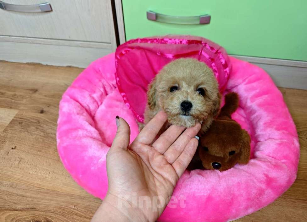 Собаки в Москве: Мальтипу Тедди девочка Девочка, 150 000 руб. - фото 5