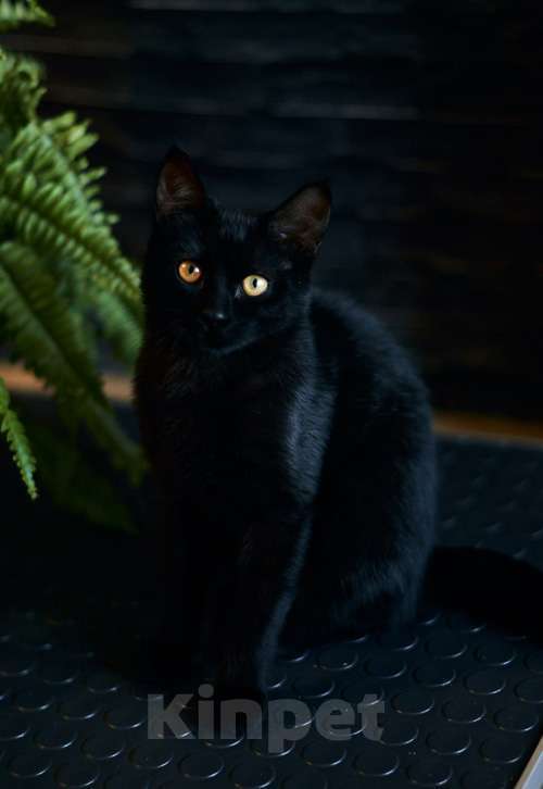 Кошки в Москве: Активные бесстрашные черные котята-мальчики в добрые руки Мальчик, 10 руб. - фото 7