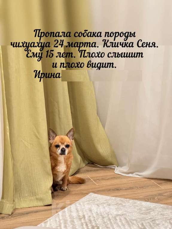 Собаки в Коммунаре: ПОТЕРЯЛАСЬ СОБАКА В КОММУНАРЕ Мальчик, 10 000 руб. - фото 1