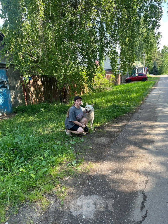 Собаки в Мытищах: Каспер ищет дом Мальчик, Бесплатно - фото 3