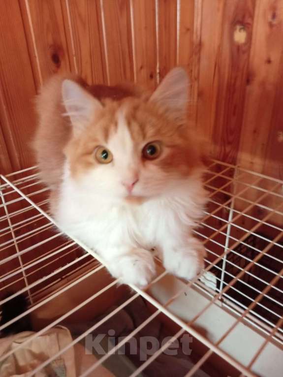 Кошки в Воронеже: Котик-компаньон Мальчик, 100 руб. - фото 2