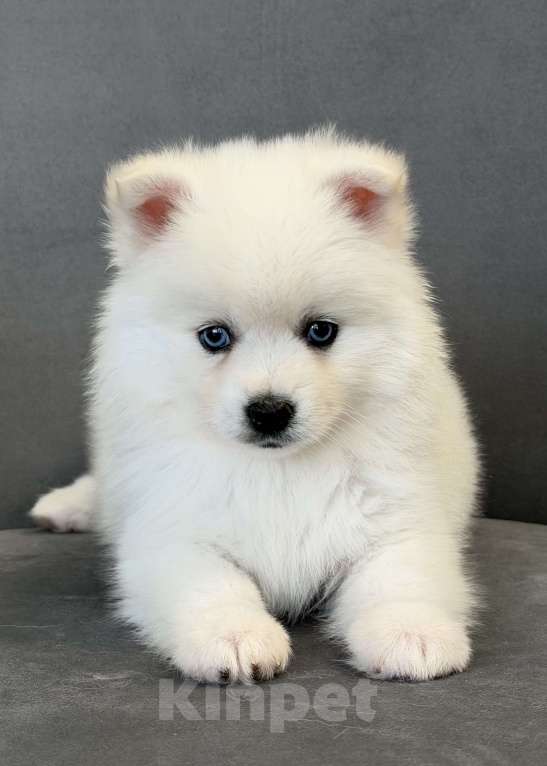 Собаки в Санкт-Петербурге: Мальчик помски Мальчик, 50 000 руб. - фото 4