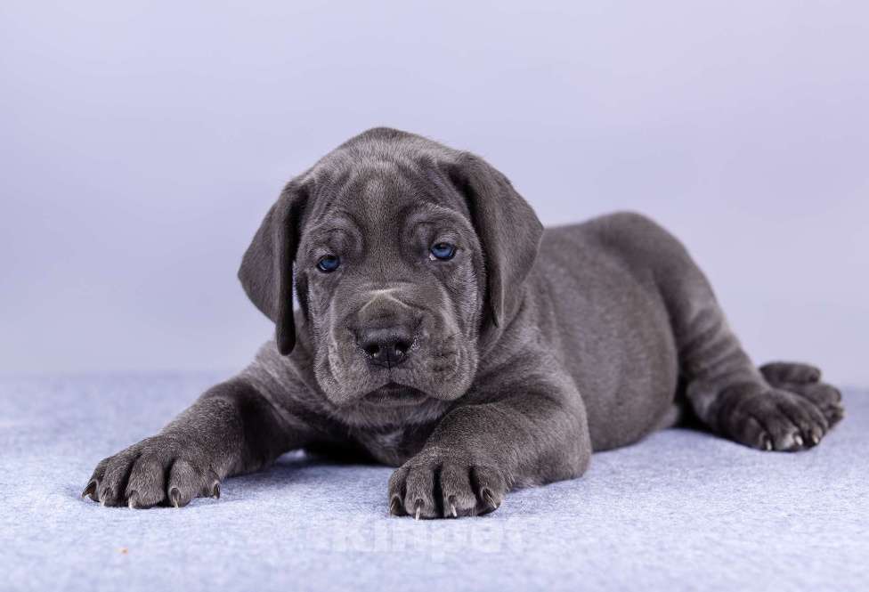 Собаки в Нижнем Новгороде: Немецкий Дог Чемпион Моего Сердца (Синяя лента) Мальчик, 100 000 руб. - фото 8