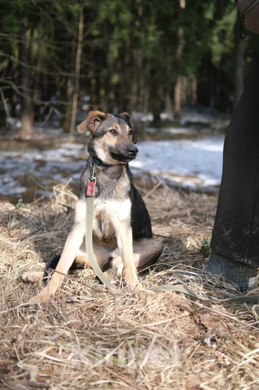 Собаки в Москве: Щенок в добрые руки Мальчик, Бесплатно - фото 6