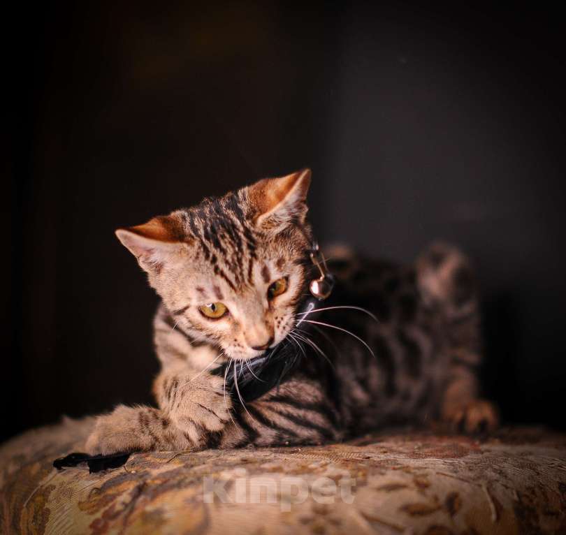 Кошки в Москве: Бенгальский котенок смешной и умный Мальчик, Бесплатно - фото 3