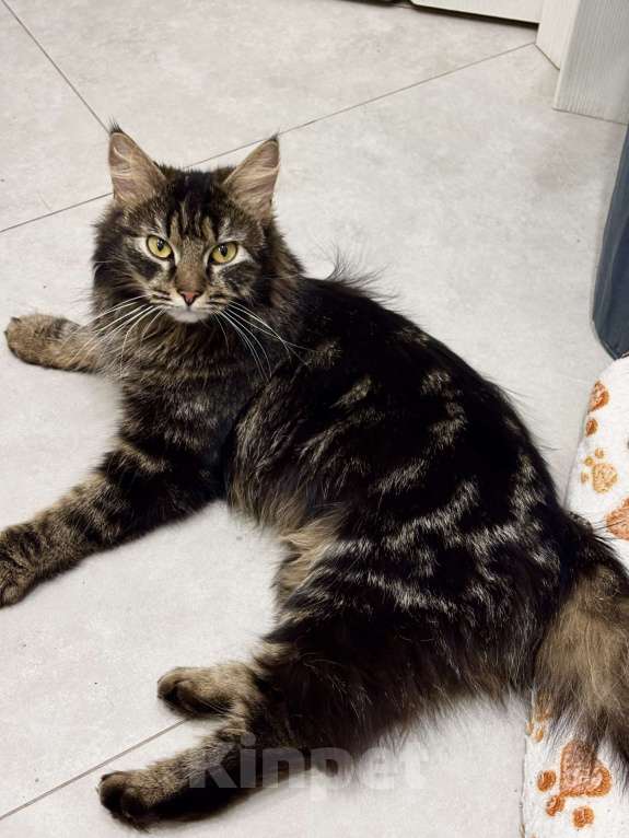 Кошки в Москве: Пушистая кошка в добрые руки Девочка, Бесплатно - фото 5