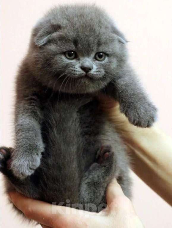 Кошки в Москве: Малыши с документами ! Плюшевые котята Мальчик, 20 000 руб. - фото 1