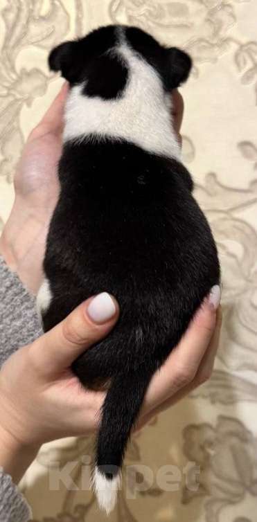 Собаки в Москве: Прекрасная малышка Басенджи Девочка, 90 000 руб. - фото 4