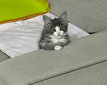 Кошки в Екатеринбурге: Котёнок девочка Девочка, Бесплатно - фото 5