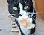 Кошки в Москве: Трехцветная кошка в добрые руки  Девочка, Бесплатно - фото 2