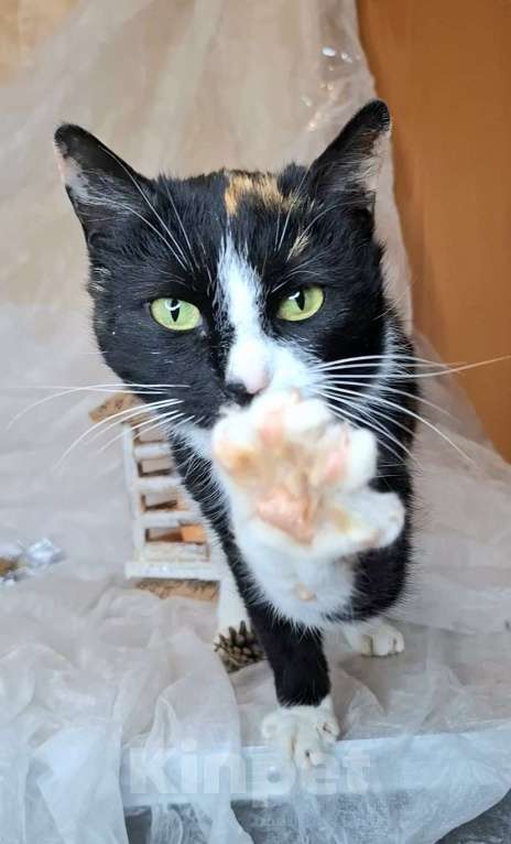 Кошки в Москве: Трехцветная кошка в добрые руки  Девочка, Бесплатно - фото 2
