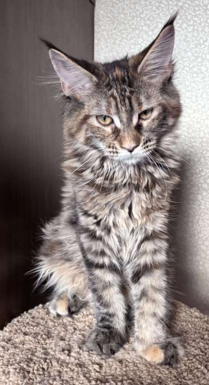 Кошки в Петергофе: Крупная девчоночка Девочка, 40 000 руб. - фото 6